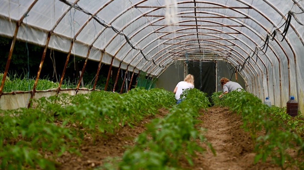 The backs of two women are seen tending to young plants inside a greenhouse.